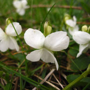 Weiß-Veilchen (Viola alba)