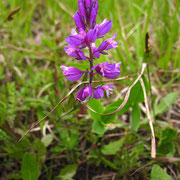 Schopf-Kreuzblume (Polygala comosa)