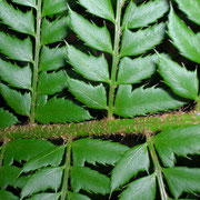 Gewöhnlicher Schildfarn (Polystichum aculeatum)