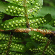 Dichtschuppen-Wurmfarn (Dryopteris affinis s.lat.)