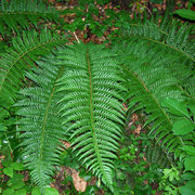 Gewöhnlicher Schildfarn (Polystichum aculeatum)