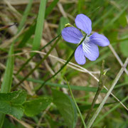 Hunds-Veilchen (Viola canina)