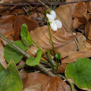 Weiß-Veilchen (Viola alba)