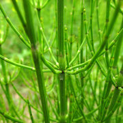 Sumpf-Schachtelhalm (Equisetum palustre)