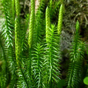 Schlangen-Bärlapp (Lycopodium annotinum)