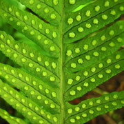 Gewöhnlicher Tüpfelfarn (Polypodium vulgare)