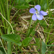 Hunds-Veilchen (Viola canina)