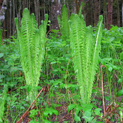 Straußenfarn (Matteuccia struthiopteris)