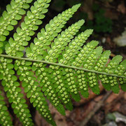 Echter Wurmfarn (Dryopteris filix-mas)