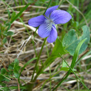 Hunds-Veilchen (Viola canina)