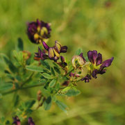 Bunt-Luzerne (Medicago falcata x Medicago sativa)