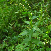 Pfeffer-Knöterich (Persicaria hydropiper)