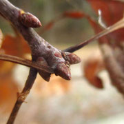 Trauben-Eiche (Quercus petraea) | Fam. Buchengewächse