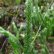 Kolben-Bärlapp (Lycopodium clavatum)