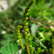 Schweizer Moosfarn (Selaginella helvetica)