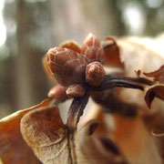 Stiel-Eiche (Quercus robur) | Fam. Buchengewächse