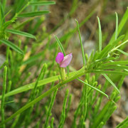 Schmalblatt-Wicke (Vicia angustifolia)