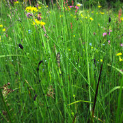 Teich-Schachtelhalm (Equisetum fluviatile)