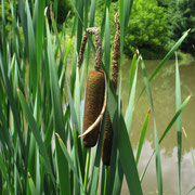 Breitblatt-Rohrkolben (Typha latifolia)