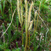 Kolben-Bärlapp (Lycopodium clavatum)