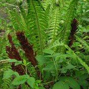 Straußenfarn (Matteuccia struthiopteris)