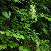 Ähren-Teufelskralle (Phyteuma spicatum)