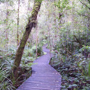 Wanderweg zu den Kauribaumen