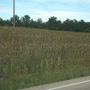 Feld mit Sonnenblumen