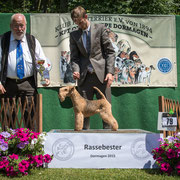 Lakeland-Terrier Hündin "Aiola von den schönen Bergen"
