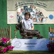 Skye Terrier Rüde "Be under my Skin of Morningsky"