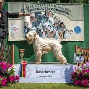 Irish Soft Coated Wheaten Terrier Rüde "Lycksson Puh-Lyckan"