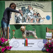 Australian Silky Terrier Rüde "Kalareta Born To Be A Star"