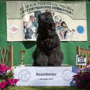 Russischer Schwarzer Terrier "Majestät-Karl-Ludwig vom Dubrava"