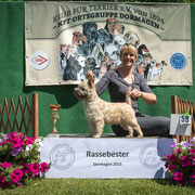 Cairn Terrier Hündin "Deister- Cairn's Zoffi"