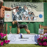 Welsh Terrier Rüde "Kieron von der Düstermühle"