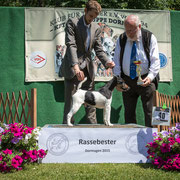 Glatthaar- Foxterrier Rüde "Konrad von den schönen Bergen"