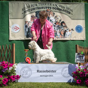 West Highland White Terrier Hündin "Magic X-Mas Muffin vom Märchengarten"