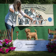 Norfolk Terrier Hündin "Hummel van de Erdmanntjes"