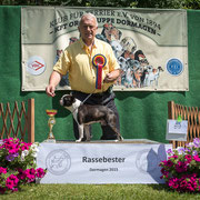 Boston Terrier Rüde "Circle J's Majestic Dream"