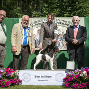 Best in Show: Glatthaar-Foxterrier Rüde "Konrad von den schönen Bergen"