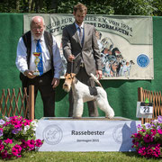 Drahthaar- Foxterrier Rüde "Scot von den schönen Bergen"