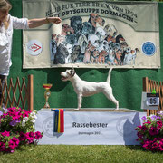 Parson Russel Terrier Hündin "Fillmore Zapata"