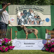 Boder Terrier Hündin "Cornel' Dot"