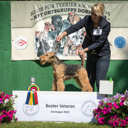 Bester Veteran: Welsh Terrier Rüde "Henry von der hohen Flur"