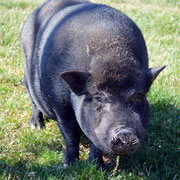 Hängebauchschwein