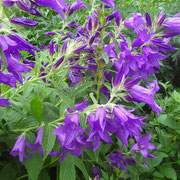 Cawdor Castle - Des fleurs dans toute leur splendeur.