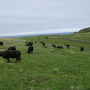 Faraid Head - Dans la lande un joli troupeau de vaches.