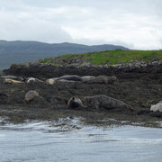 Ile de Skye -   Dunevegan - L'île aux phoques.