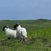 Calgary Bay -