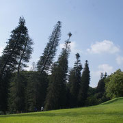 Botanical garden Sri Lanka
